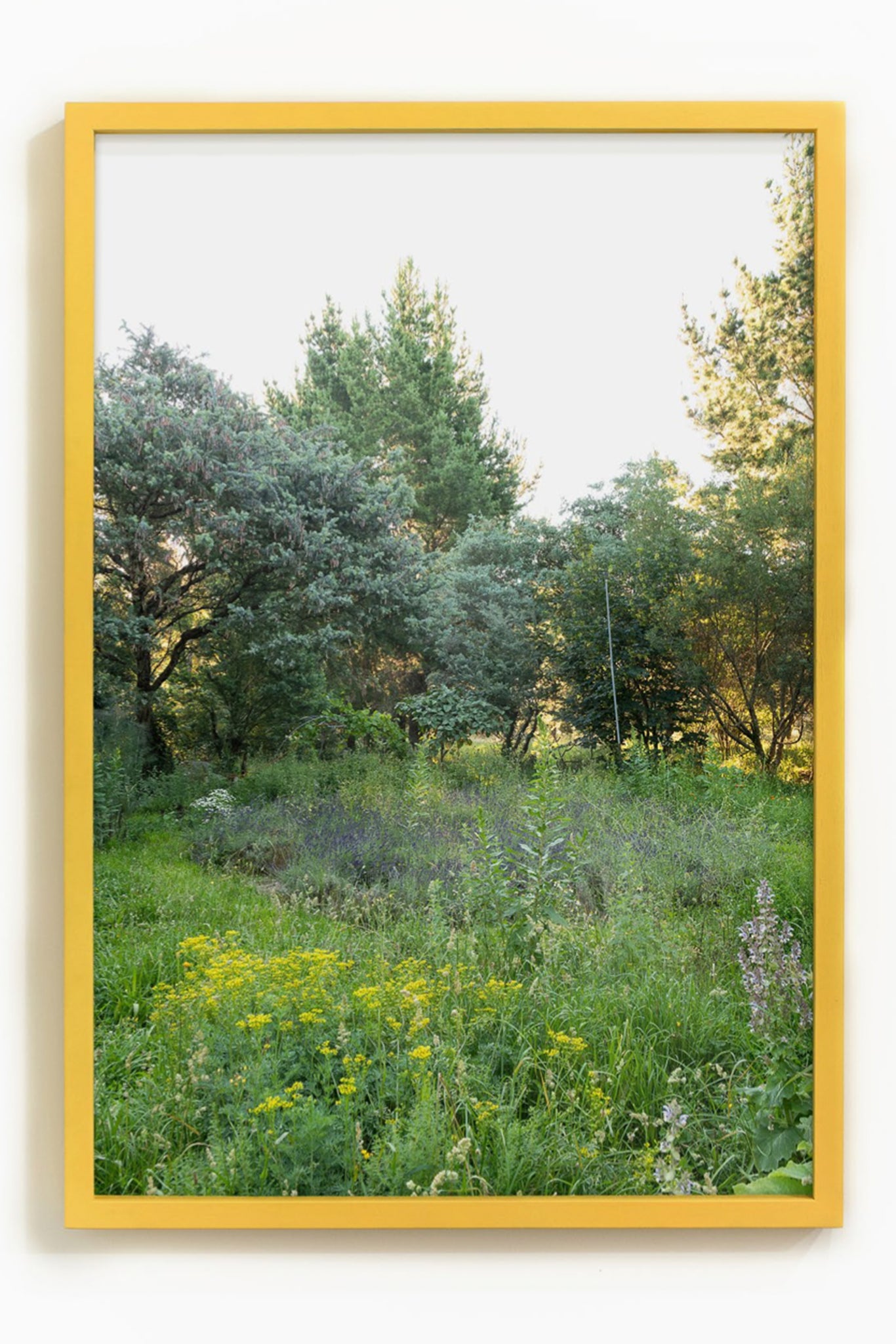 Untitled (green ground, circle, herbal) | Ann Shelton